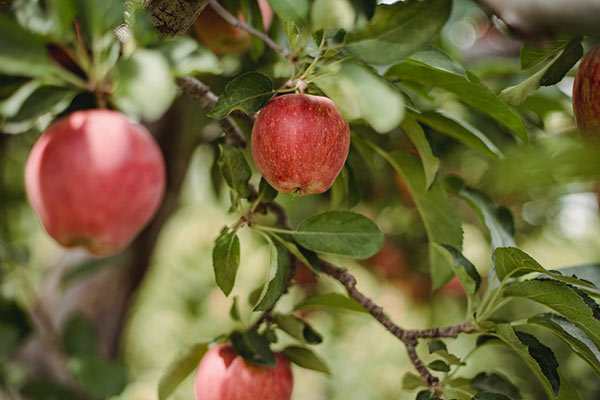 Apple orchard close up