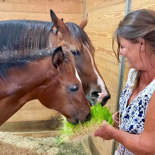 Owner feeding horses Red Barn Harvest fodder