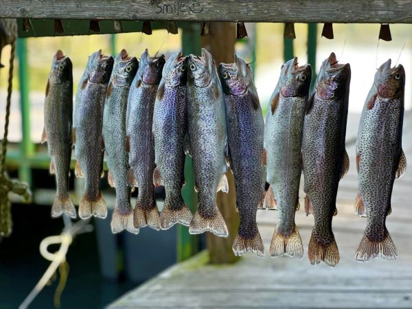 A day's catch of fresh trout on the dock